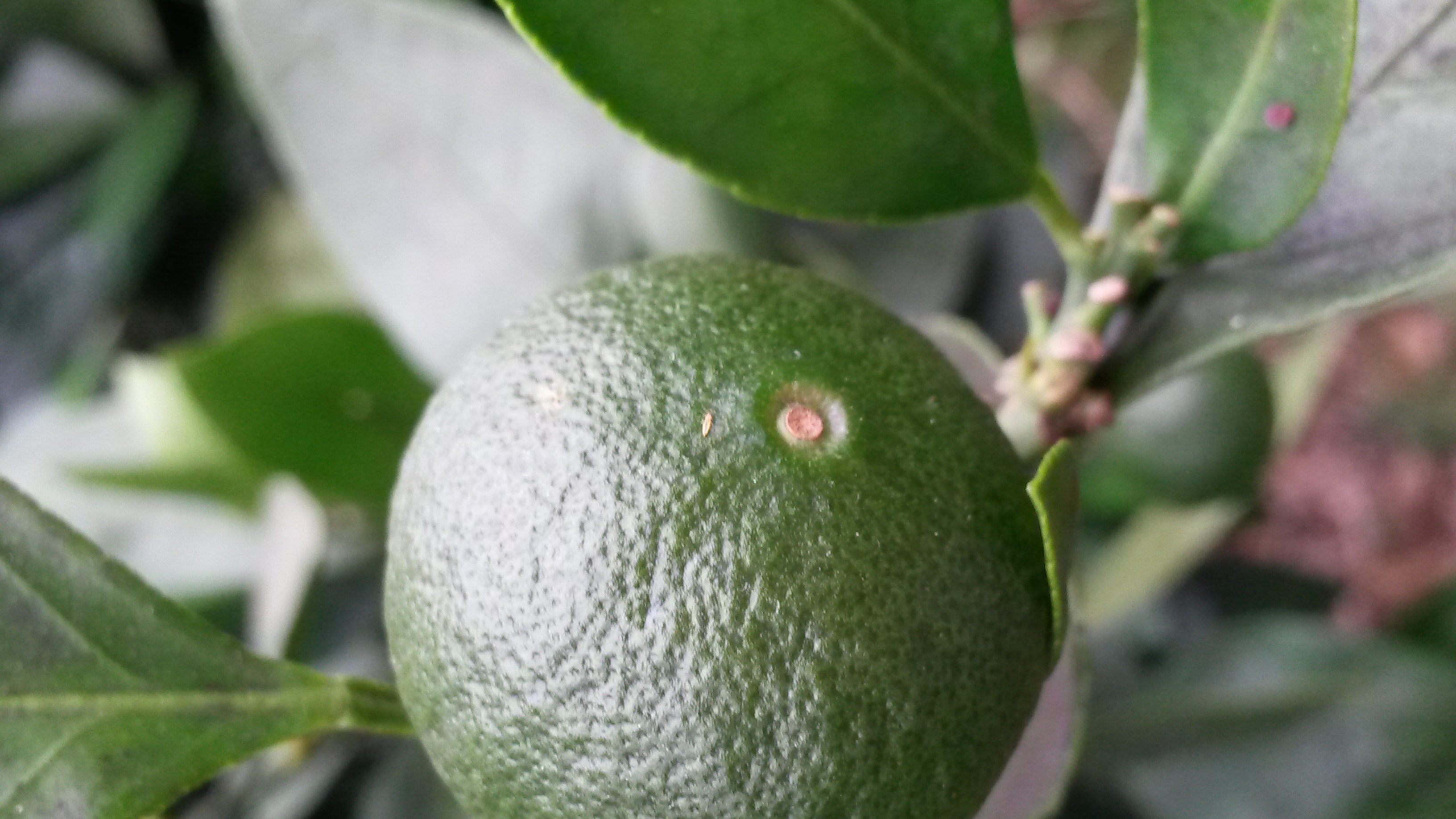 친환경감귤재배지에서 본 벌레입니다. 방제가 필요한가요?